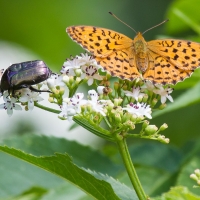 Bulgaria Naturetrek 2011