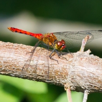 Bulgaria Naturetrek 2011