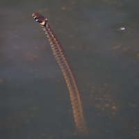 Bulgaria Naturetrek 2011