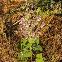 Bulgaria Naturetrek 2011