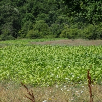 Bulgaria Naturetrek 2011