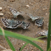 Bulgaria Naturetrek 2011