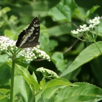 Bulgaria Naturetrek 2011