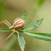 Bulgaria Naturetrek 2011