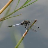 Bulgaria Naturetrek 2011