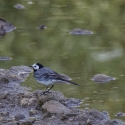 Bulgaria Naturetrek 2011