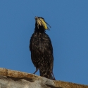 Bulgaria Naturetrek 2011