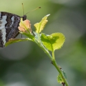 Bulgaria Naturetrek 2011