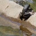 Bulgaria Naturetrek 2011