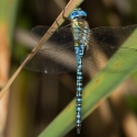 Bulgaria Naturetrek 2011