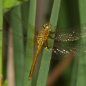 Bulgaria Naturetrek 2011