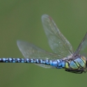 Bulgaria Naturetrek 2011