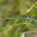 Bulgaria Naturetrek 2011