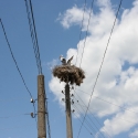 Bulgaria Naturetrek 2011