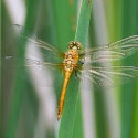 Bulgaria Naturetrek 2011