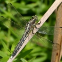 Bulgaria Naturetrek 2011