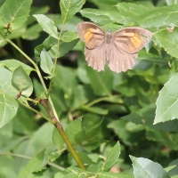 Bulgaria Naturetrek 2011