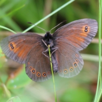 Bulgaria Naturetrek 2011