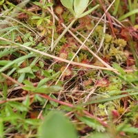 Bulgaria Naturetrek 2011