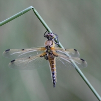 Bulgaria Naturetrek 2011