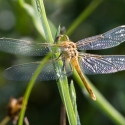 Bulgaria Naturetrek 2011