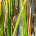 Bulgaria Naturetrek 2011