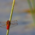 Bulgaria Naturetrek 2011