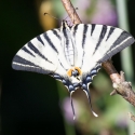 Bulgaria Naturetrek 2011