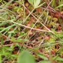Bulgaria Naturetrek 2011