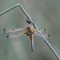 Bulgaria Naturetrek 2011