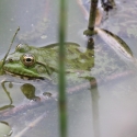 Bulgaria Naturetrek 2011