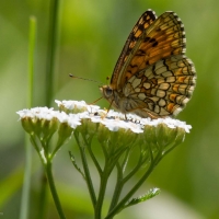 Bulgaria Naturetrek 2011