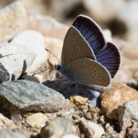 Bulgaria Naturetrek 2011