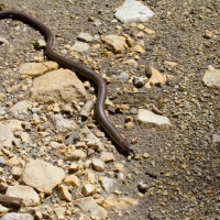 Bulgaria Naturetrek 2011