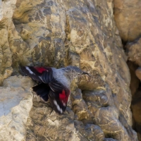 Bulgaria Naturetrek 2011