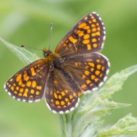 Bulgaria Naturetrek 2011