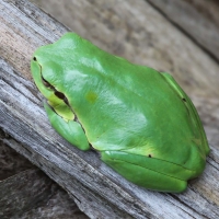 Bulgaria Naturetrek 2011