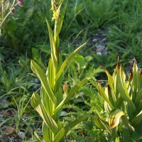 Bulgaria Naturetrek 2011