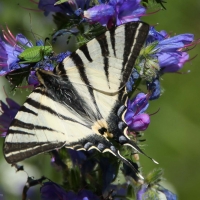 Bulgaria Naturetrek 2011