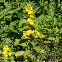 Bulgaria Naturetrek 2011