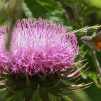 Bulgaria Naturetrek 2011