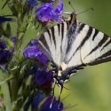 Bulgaria Naturetrek 2011