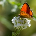 Bulgaria Naturetrek 2011