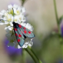 Bulgaria Naturetrek 2011