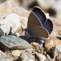 Bulgaria Naturetrek 2011