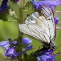 Bulgaria Naturetrek 2011