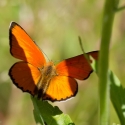 Bulgaria Naturetrek 2011