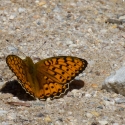 Bulgaria Naturetrek 2011