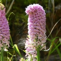 Bulgaria Naturetrek 2011