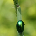 Bulgaria Naturetrek 2011